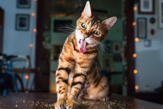 性价比高的猫粮，又便宜又好的猫粮排名前十（猫粮良心推荐，6款性价比好粮）