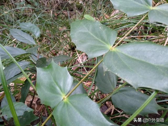 土黄连的功效与作用及禁忌，深山老林发现野生十大功劳也是土黄连的一种