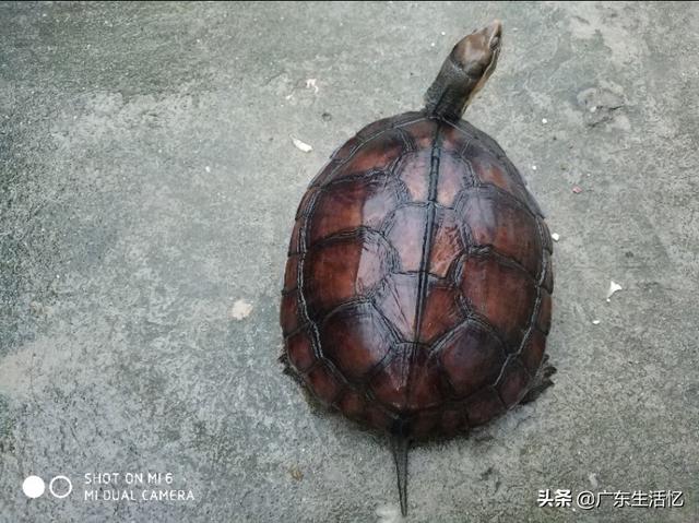 塘鲺和鲶鱼的区别，塘鲺和鲶鱼如何区分（儿童时捉过的虾、塘蟹、塘角、庞皮斯、影公、泥鳅）