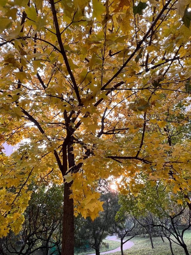 小区里的景色，小区里的景色真美呀（秋天里的小区美景图片）
