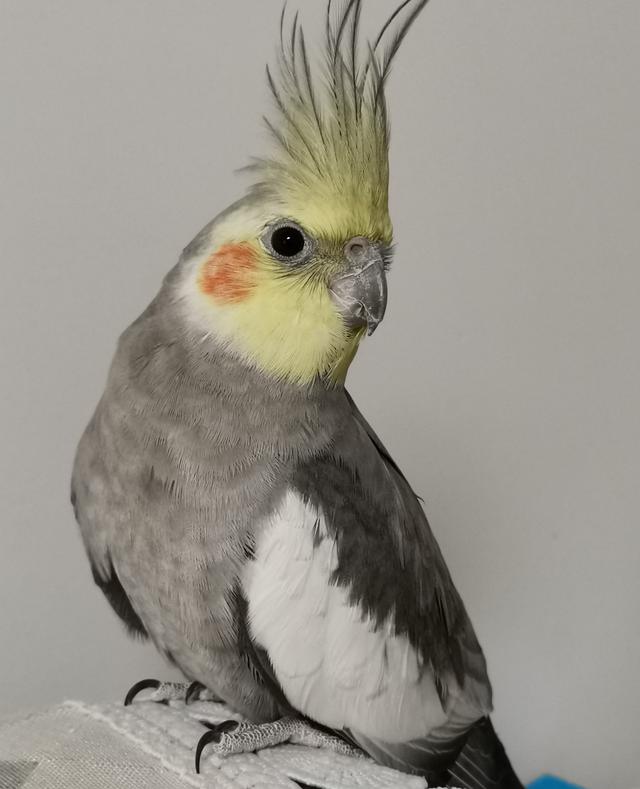 哪种宠物鸟最好养又好看，什么宠物鸟好看又好养（难怪能够“通杀”养宠物的朋友们）