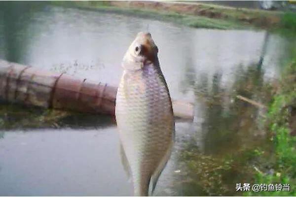 鱼下巴的营养价值，鲷鱼下巴的营养价值（既有营养价值又具有药用价值的鱼———鳊鱼）