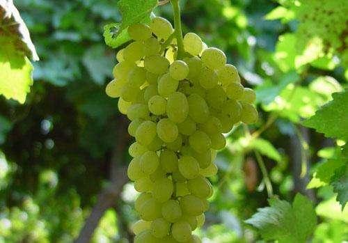 无籽红提的功效与作用，无籽红提的功效（提子里的这种物质能延缓衰老）