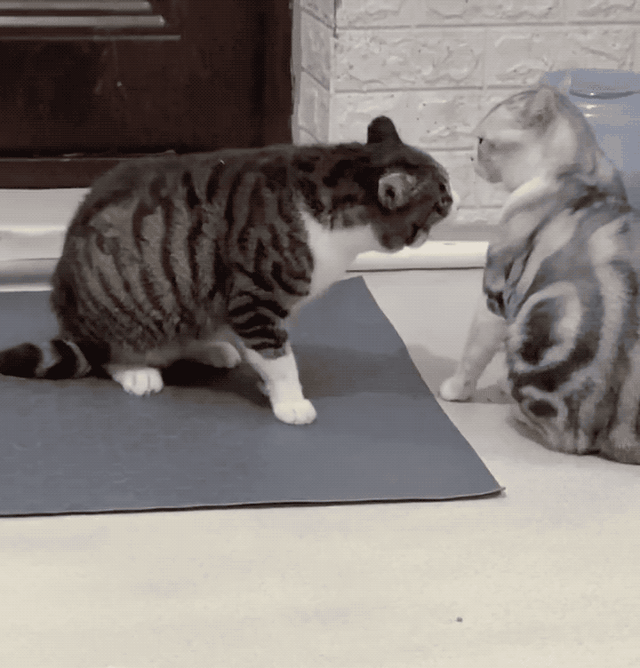 狸花猫是土猫吗，狸猫是土猫吗（那些年嘲笑狸花是小土猫的人）