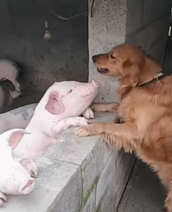 狗狗能不能吃牛肉，狗狗能不能吃牛肉粒零食（铲屎官注意了）