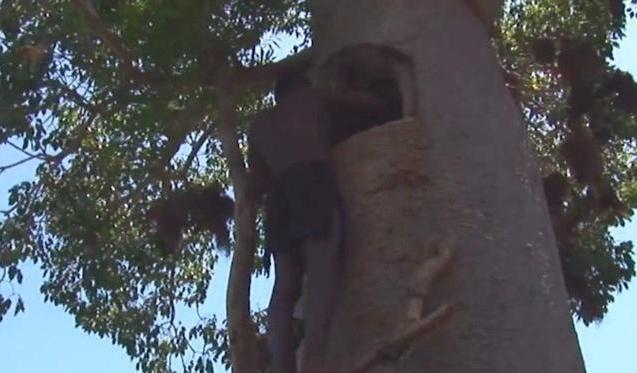 世界上最神奇的水树，既能储水又能当做食物