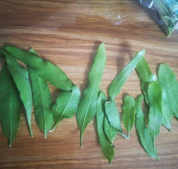 用一片叶子扦插的昙花应该怎么养，昙花整片叶子怎么扦插（用一片叶子就可以扦插一盆）