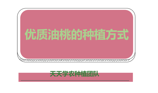 油桃季节是几月份，油桃季节是几月份的（做好花期管理与病虫害防治）