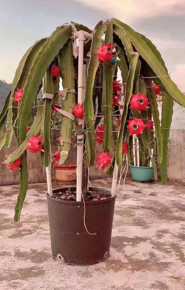 庭院适合种的果树有哪些 庭院种什么果树风水好又旺财，庭院适合种的果树有哪些（院子里养4种果树）