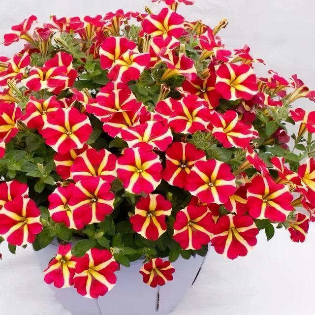 枯萎的花图片，枯萎的花（6种漂亮花，开完花“就枯萎”）