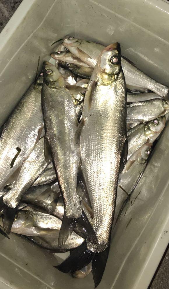 青稍鱼什么时候好钓，青稍怎么钓最快（春季手竿钓翘嘴的攻略与技巧）