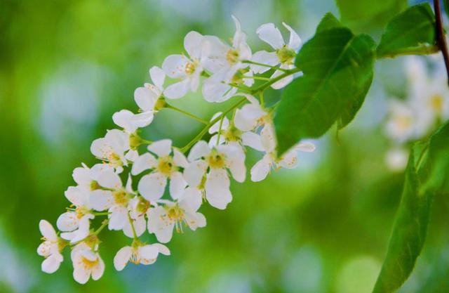 稠李，稠李树，盘点东北独有的野生水果（稠李树图片大全）