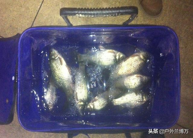 南方野钓鲫鱼方法，南方怎么钓鲫鱼（深秋钓鱼掌握这些招数）