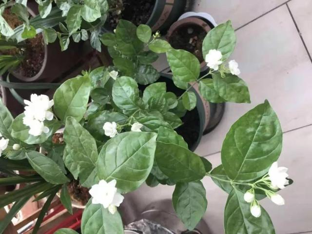 盆栽植物怎么养，家里养盆栽绿植掌握这几个秘诀
