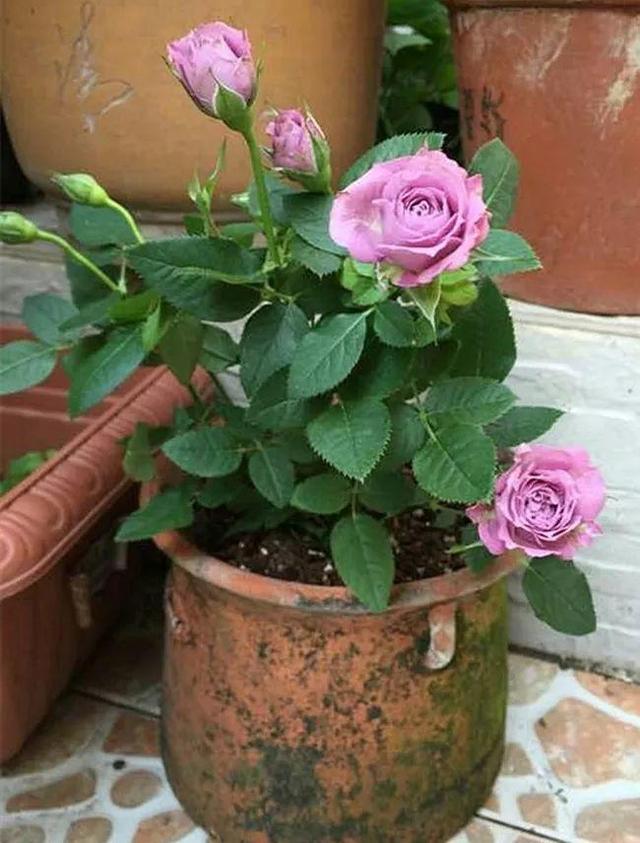 杜鹃花掉叶子的原因和解决办法详情介绍，杜鹃花掉叶子严重咋办（到底是哪出问题了）