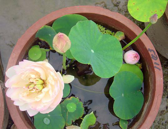 碗莲的种植方法，碗莲种植方法（花开娇艳又好看）