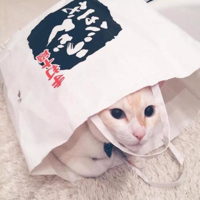 qq韩文网名带翻译，韩国的网名带翻译微信昵称（越来越流行的韩国宠物的名字超韩范-可爱点）