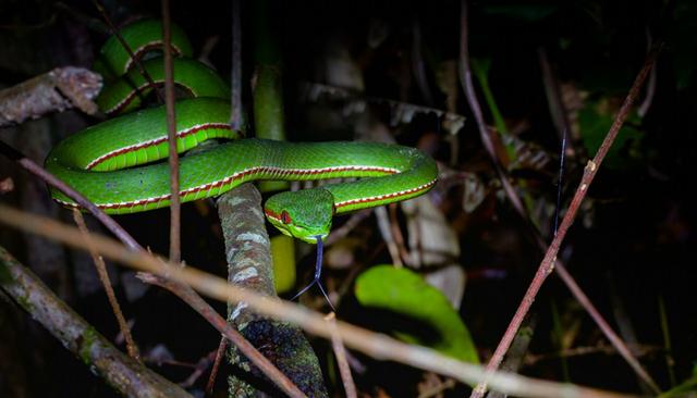 绿色的蛇叫什么蛇，全身绿色的蛇是什么蛇（广东一公交车站旁惊现毒蛇竹叶青）