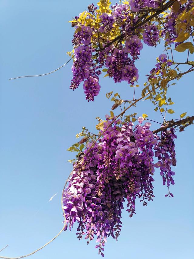 紫藤花的寓意是什么，林疑彩凤来。流霞绛紫虹叠瀑