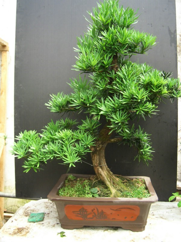 罗汗松，罗汉松盆景造型常用三法（罗汉松果实）