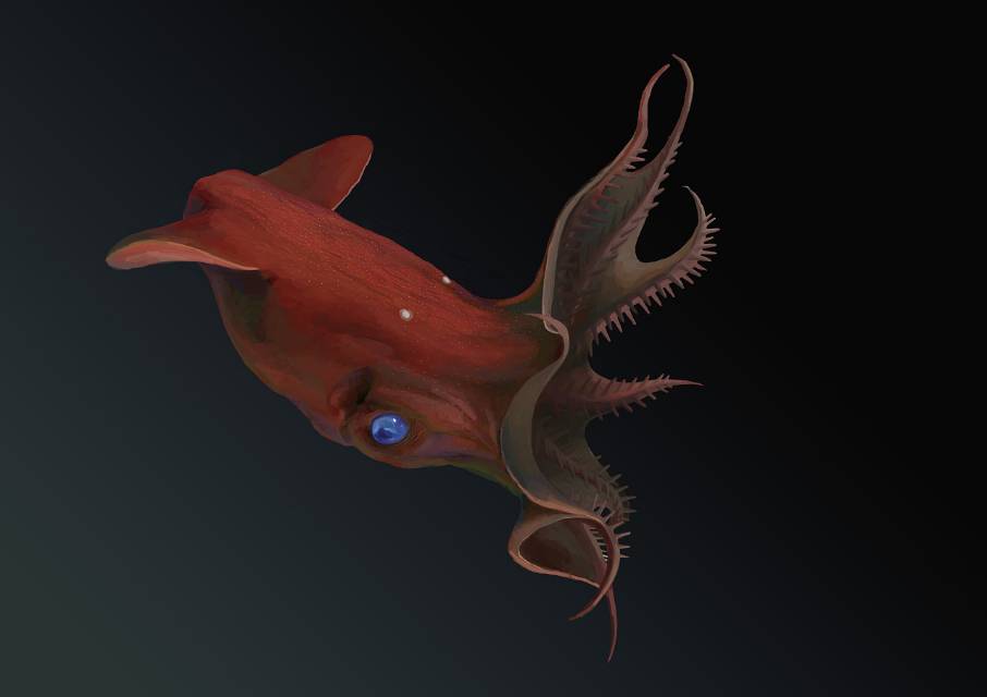 幽灵蛸的历史演变