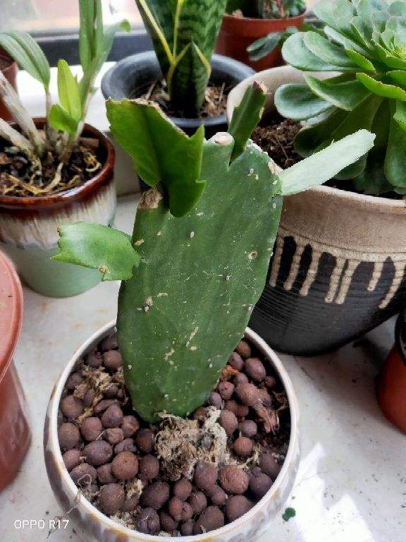 仙人掌的精神品质，描写仙人掌的优美句子（养“仙人掌”有窍门）