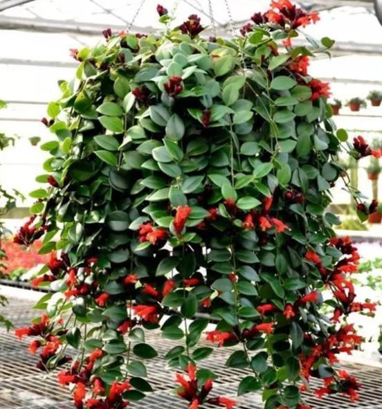 口红吊兰的扦插方法，口红吊兰养植方法（口红吊兰的正确扦插方法）