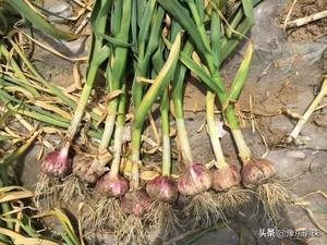 甜蒜的腌制方法10斤蒜怎样配料，甜蒜的腌制方法10斤蒜怎样配料视频（姥姥用了半辈子的腌糖蒜秘方）