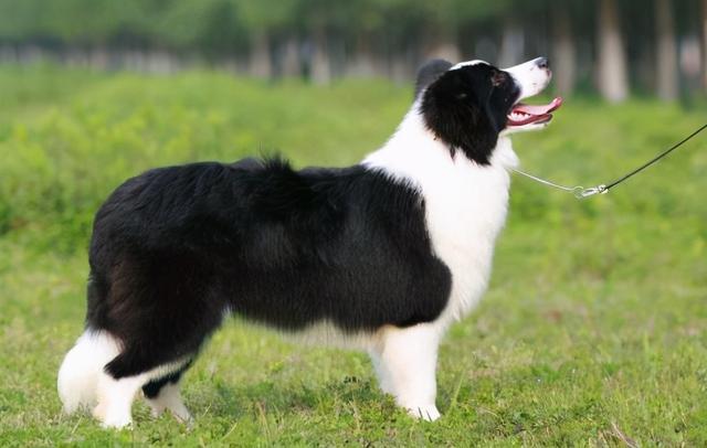 狗一般能活多久，狗能活多久（7种常见狗狗的“寿命榜”）