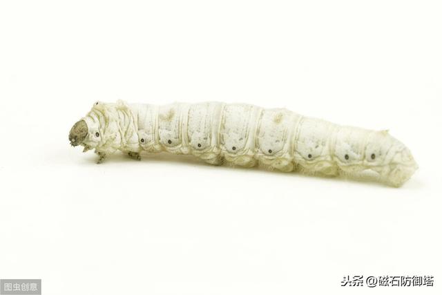 蚕变成蛾的过程（神奇动物之丝绸之路的起源——蚕宝宝变形记）