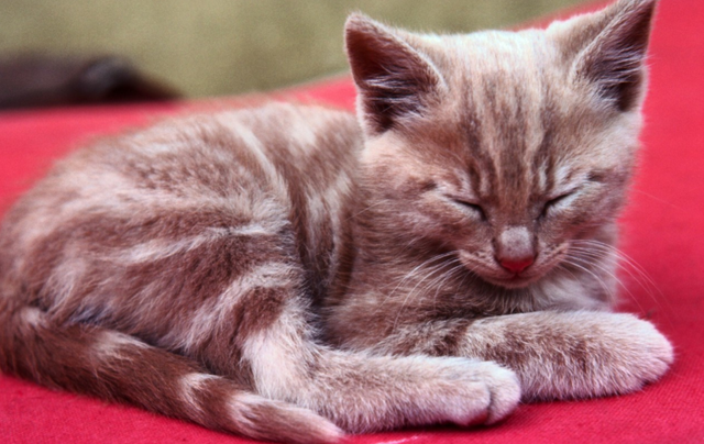 梦见猫是什么意思，女人做梦梦见猫是什么意思（猫咪的各种睡姿）