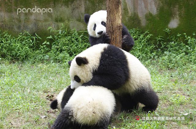 大熊猫战斗力如何，熊猫在动物中战斗力排名（教你快速判断一只熊猫的战斗力）