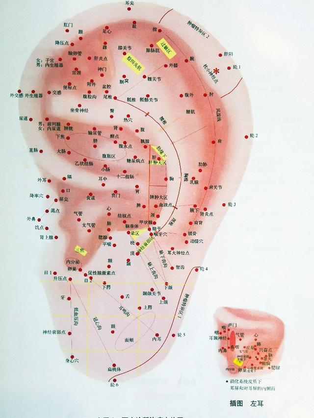 耳朵結構圖與名稱,耳部構造圖(耳穴高清圖譜)