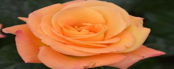 月季花的栽培，月季花如何养殖（盆栽月季花图片）