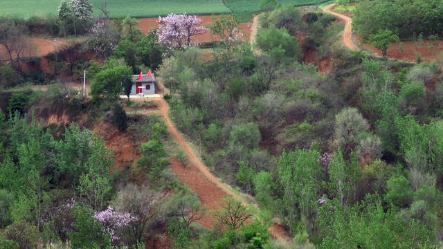 泡桐花的花语和寓意，泡桐花开不寂寞阅读答案（泡桐花开：一川春风过）