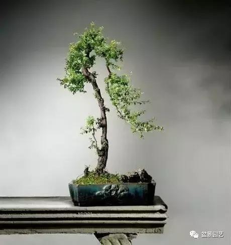 铁包金盆景,铁包金盆景怎么修剪成飘枝(一组铁包金盆景作品欣赏)