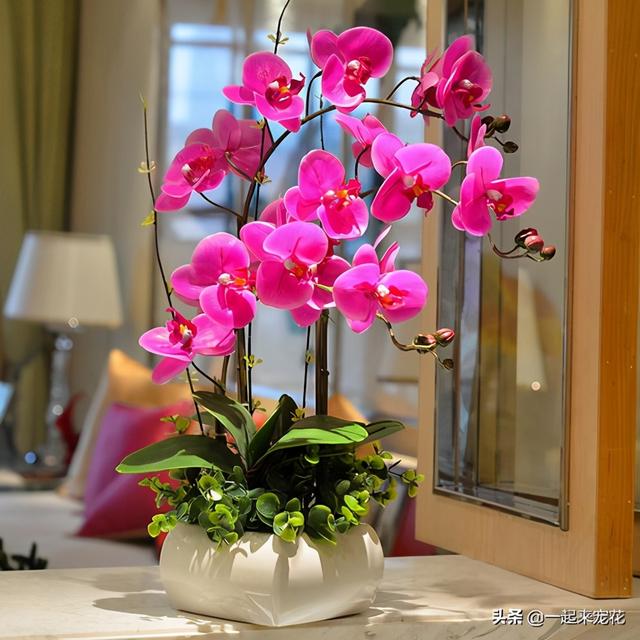 蝴蝶兰开完花后怎么处理方法，蝴蝶兰开花后怎么处理（年年都能绽放群兰）