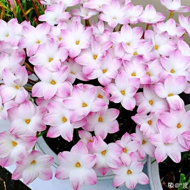 30种适合懒人养的花夏季，蹭蹭疯长、爆盆