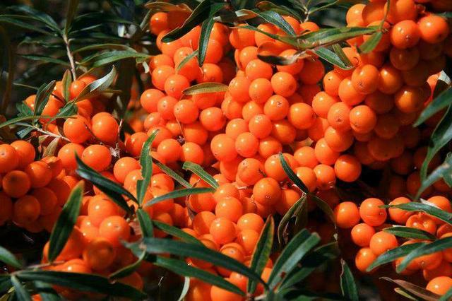 沙棘果怎么吃，阳台养盆“沙棘果”