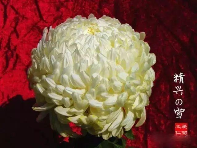 世界最美菊花80种太美了，金秋十月赏菊花——世界最美菊花80种送给您