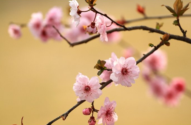 欲钱去树上找一找，欲钱去树上找一找是什么生肖（路过花瓣都能落头上）