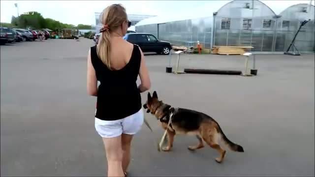 为什么很少人养德牧，为什么养德牧的人比养杜宾的人多（德牧是“万能工作犬”）