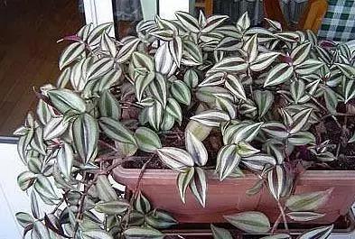 吸甲醛植物排名，室内植物盆景十大排名（为了家人健康转起来）
