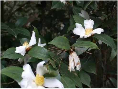 湖南有哪些特色水果，湖南人最全山里野果子