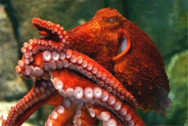 章鱼血是什么颜色，章鱼的血是什么颜色的（章鱼有9个大脑能编辑基因）