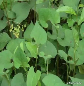 碱蓬菜的功效与作用，碱蓬的功效与作用（山野菜大全）