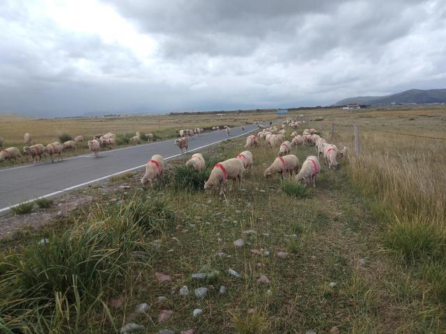 骑在羊背上的国家，为什么澳大利亚被称为骑在羊背上的国家（有1个被称为“骑在羊背上的国家”）