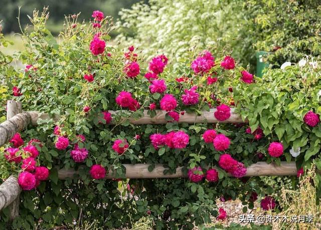 为什么盆栽月季都很难养活，月季花为什么不能进家（这些错误的方法你中了几个）