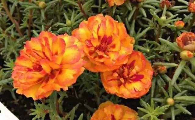 绿萝好养吗,绿萝怎样栽培(绿萝竟然排在倒数第1) 绿萝好养吗,绿萝怎样栽培(绿萝竟然排在倒数第1)