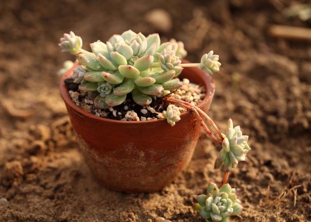 多肉植物怎么养，多肉植物的养护方法（一定要记住这6点）